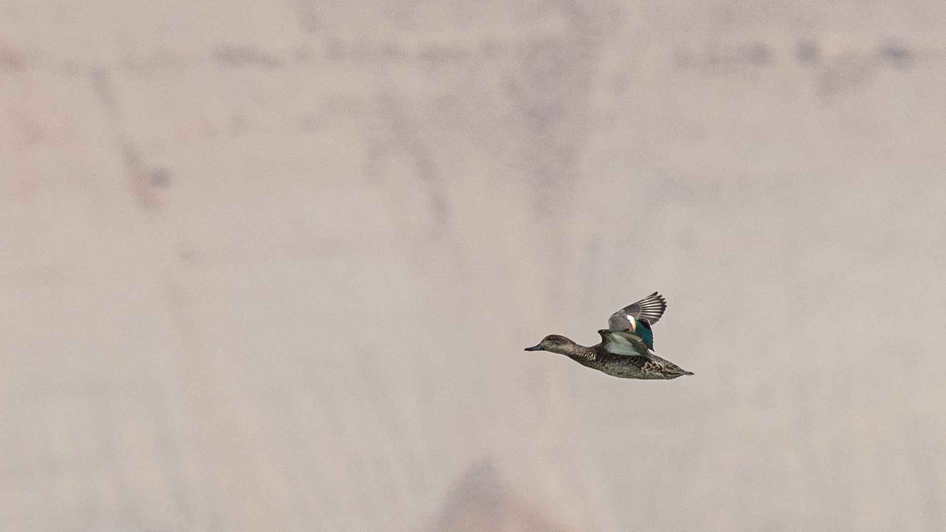 Gadwall
